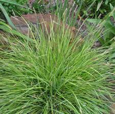 Image result for Setaria kagerensis