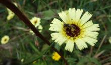 Image result for Tolpis