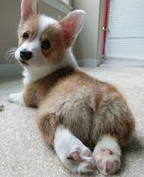 Convincing Me To Get A Dog Pdb Trending Cute Dogs Cute Corgi Cute Animals