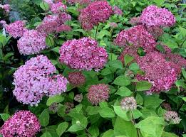 Image result for Hydrangea arborescens Pink Anabelle