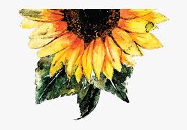Free Free 106 Transparent Background Realistic Sunflower Svg SVG PNG EPS DXF File