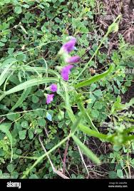 Image result for Lathyrus hirsutus