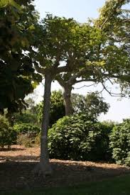 Image result for Sterculia