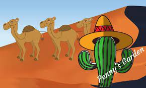 The saguaro cactus is composed of a tall, thick, fluted, columnar stem, 18 to 24 inches in diameter, often with several large branches (arms) curving upward in the most distinctive conformation of all southwestern cacti. Cacti And Camels Kids And Conservation