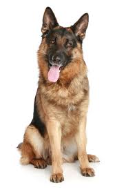Black And Tan Faded German Shepherd Puppies Cleaning Advice For Pet Owners Godfreys Blog German Shepherd Dogs German Shepherd Puppies Shepherd Dog