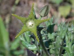 Image result for Orbea dummeri