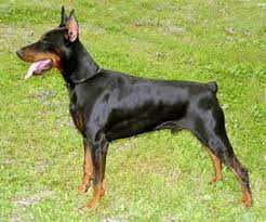 chernaya sobaka s ostrymi ushami doberman play dogs