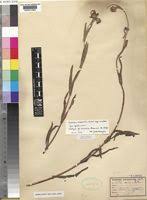 Image result for Guizotia scabra