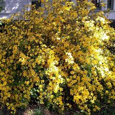Image result for Kerria japonica