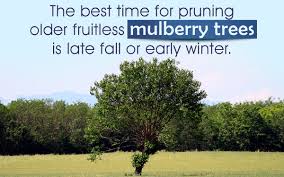 Check spelling or type a new query. How To Prune A Fruitless Mulberry Tree Gardenerdy