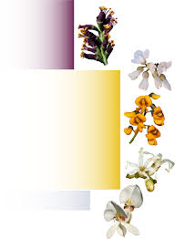 Image result for Dichilus lebeckioides