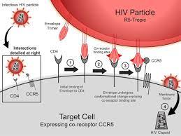 The reason seems to be that the normal function of ccr5 is redundant in our genes; Ccr5 Edited Gene Therapies For Hiv Cure Closing The Door To Viral Entry Cytotherapy