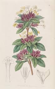 Image result for Lankesteria