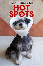 16 effective home remedies to treat and get rid of ear mites in cats. Cool Cures For Hot Spots The Dogington Post