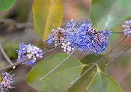 Image result for Memecylon sp. D