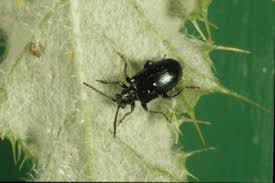 Image result for Blotiella natalensis