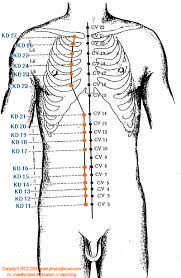 Kd Kidney Meridian Graphic Chinese Medicine Theory