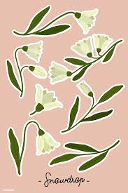 Blooming Snowdrop Flower Set Vector Free Image By Rawpixel Com Noon Flower Illustration Flower Aesthetic Botanical Flowers