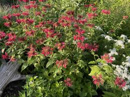 Image result for Motandra