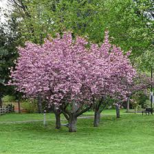 Image result for Prunus serrulata