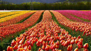 Every march through may the city of woodburn, oregon explodes with color during the wooden shoe tulip festival. One Lucky Person Can Explore The Abbotsford Tulip Festival This Spring