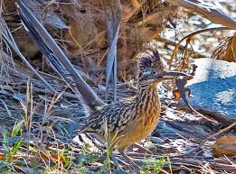 In science and engineering when a system failure (preferably of a large experimental so then this fifty million dollar rocket went totally roadrunner and slammed into the desert in a. Roadrunner Bird Geococcyx Californianus Desertusa