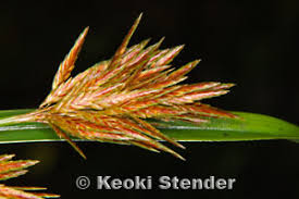 Image result for Pycreus polystachyos