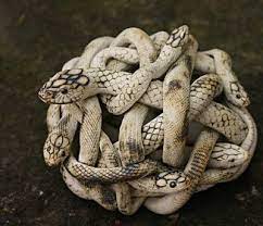 Amandus Netsuke Snake Japanese