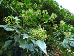 Image result for Hedera