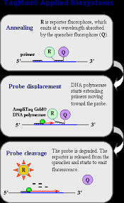 Anyone who encounters the initial signs or symptoms of the coronavirus which is mainly the loss of smell or taste as well as difficulty breathing. Real Time Qrt Pcr