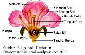 We did not find results for: Sistem Perkembangbiakan Tumbuhan Dan Hewan