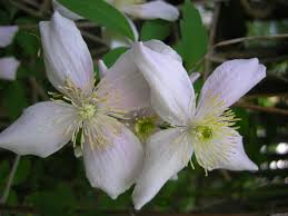 These clematis will quickly cover walls, fences or pergolas and maybe grown as showy, flowering groundcovers. Clematis Montana Var Rubens At Carolyn S Shade Gardens Carolyn S Shade Gardens