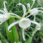 Image result for Ismene narcissiflora