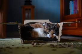 If you're searching for the cutest kitty moniker, get ready for the ultimate list of japanese food names for cats! 130 Cat Names That Start With N Great Cat Names