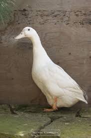 Baby Black And White Duck Breeds Duck Breeds Stanbridge White Duck Breed With Images Duck Breeds Duck Pet Ducks