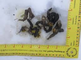 Image result for marten poop