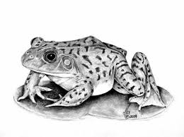 Black And White Frog Species Line Drawings Of Frogs Google Search Frog Art Cute Frogs Animal Drawings