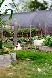 Pin Von Chelsea Kinn Auf Country Duck S Happy Places Huhner Im Garten Garten The Farm