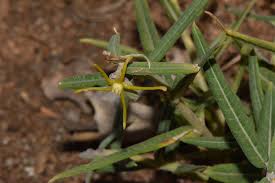 Image result for Fockea angustifolia
