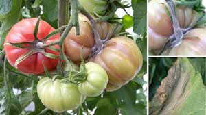 Image result for tomato seedling botrytis