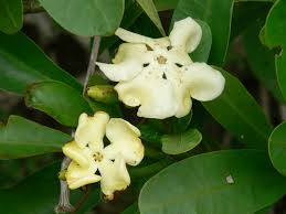 Image result for Voacanga thouarsii