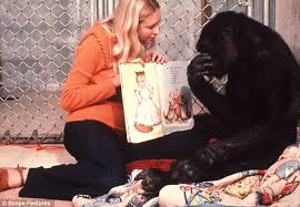 Koko the gorilla's bond with her San Francisco zoo trainer revealed in BBC  documentary | Daily Mail Online