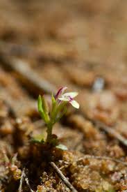 Image result for Crepidorhopalon goetzei