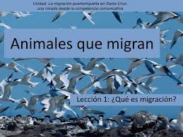 Refers to person, place, thing, quality, etc. Ppt Animales Que Migran Powerpoint Presentation Free Download Id 744698