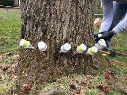 Sweet gum tree (liquidambar styraciflua) june 5, 2015. Deflowering A Sweetgum Tree What Do I Know