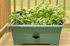 Growing Spinach In A Pot How To Grow Spinach In Containers Growing Spinach Container Gardening Vegetables Growing Strawberries Indoors