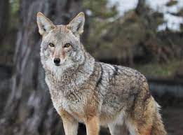 This predator is arguably the hardiest and most adaptable species on this continent. Tips For Dealing With Coyotes In Vancouver Video Vancouver Is Awesome