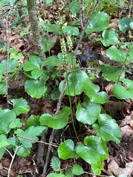 Image result for Hypoxis urceolata