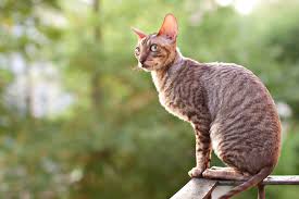 Their short hair only needs to be groomed once. Top Hypoallergenic Cats For Allergy Sufferers