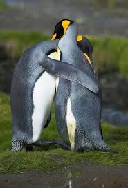 10 Facts To Know About Penguins Our World Stuff Hayvan Haklari Hayvan Hayvanlar